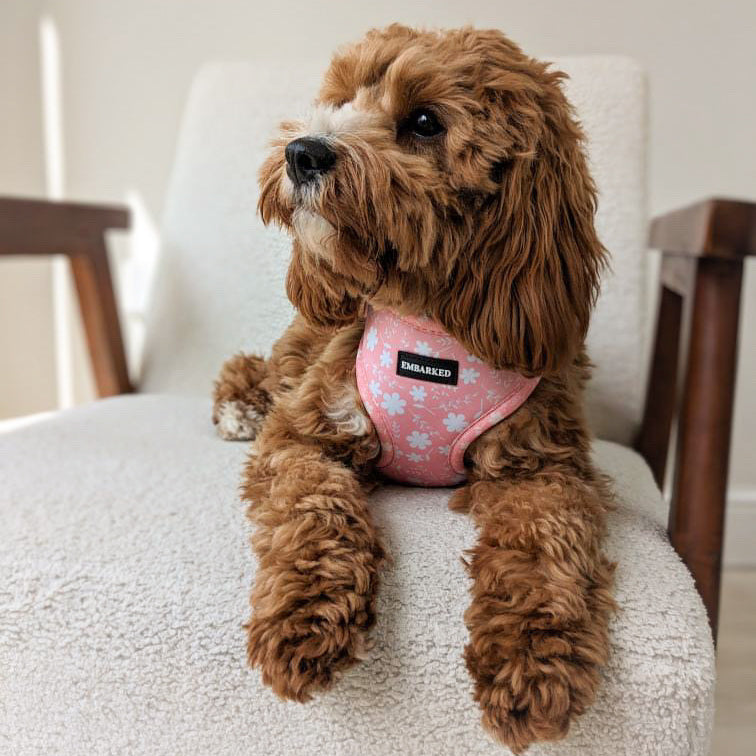 Adjustable Dog Harness - Pretty in Pink