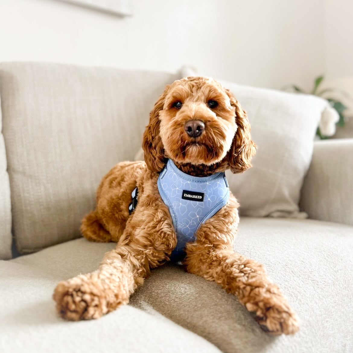 Adjustable Dog Harness - Blue Meadows