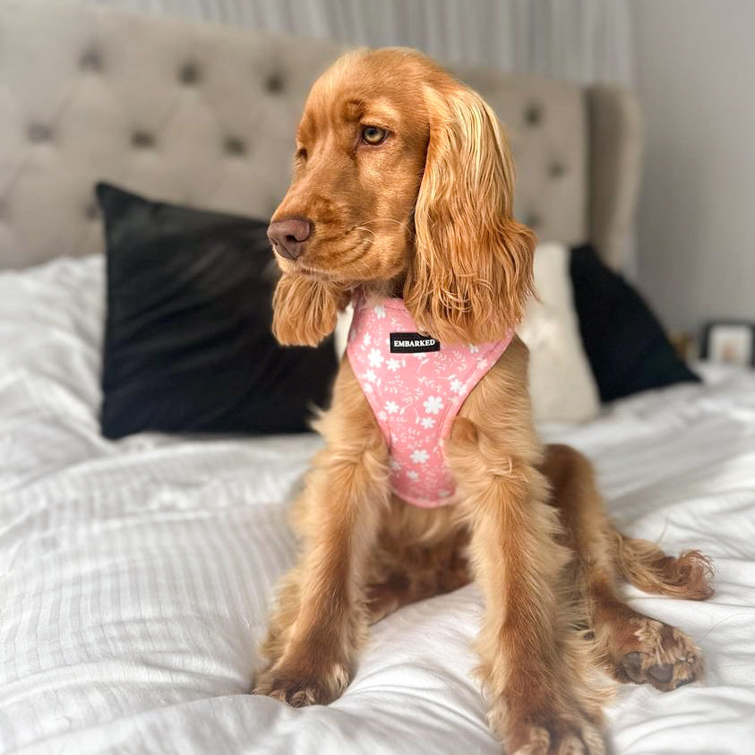 Adjustable Dog Harness - Pretty in Pink