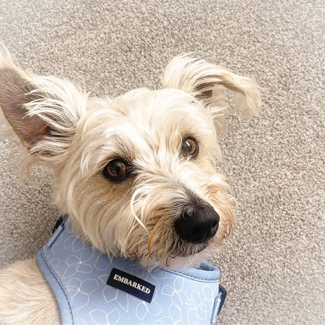 Adjustable Dog Harness - Blue Meadows