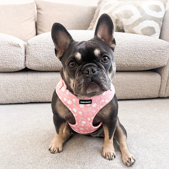 Adjustable Dog Harness - Pretty in Pink