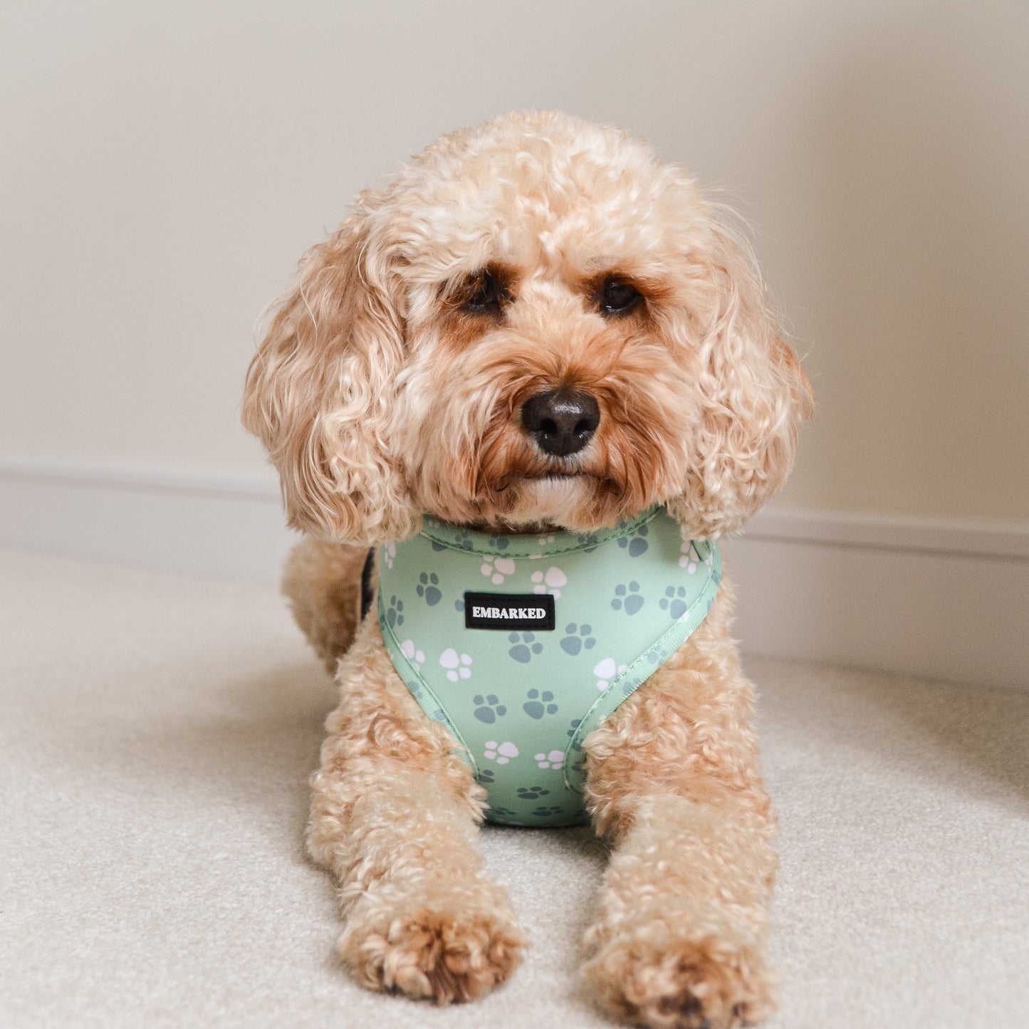 Adjustable Dog Harness - Wild Paws