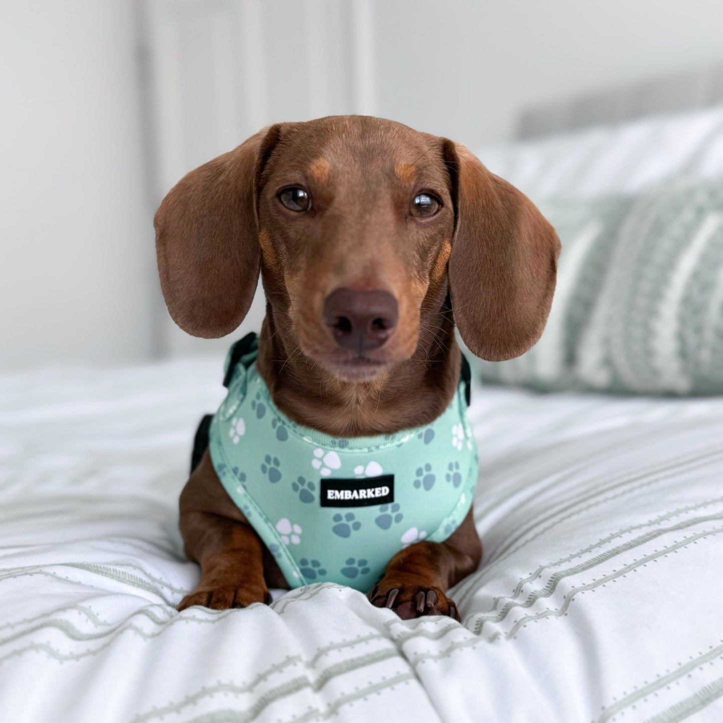 Adjustable Dog Harness - Wild Paws