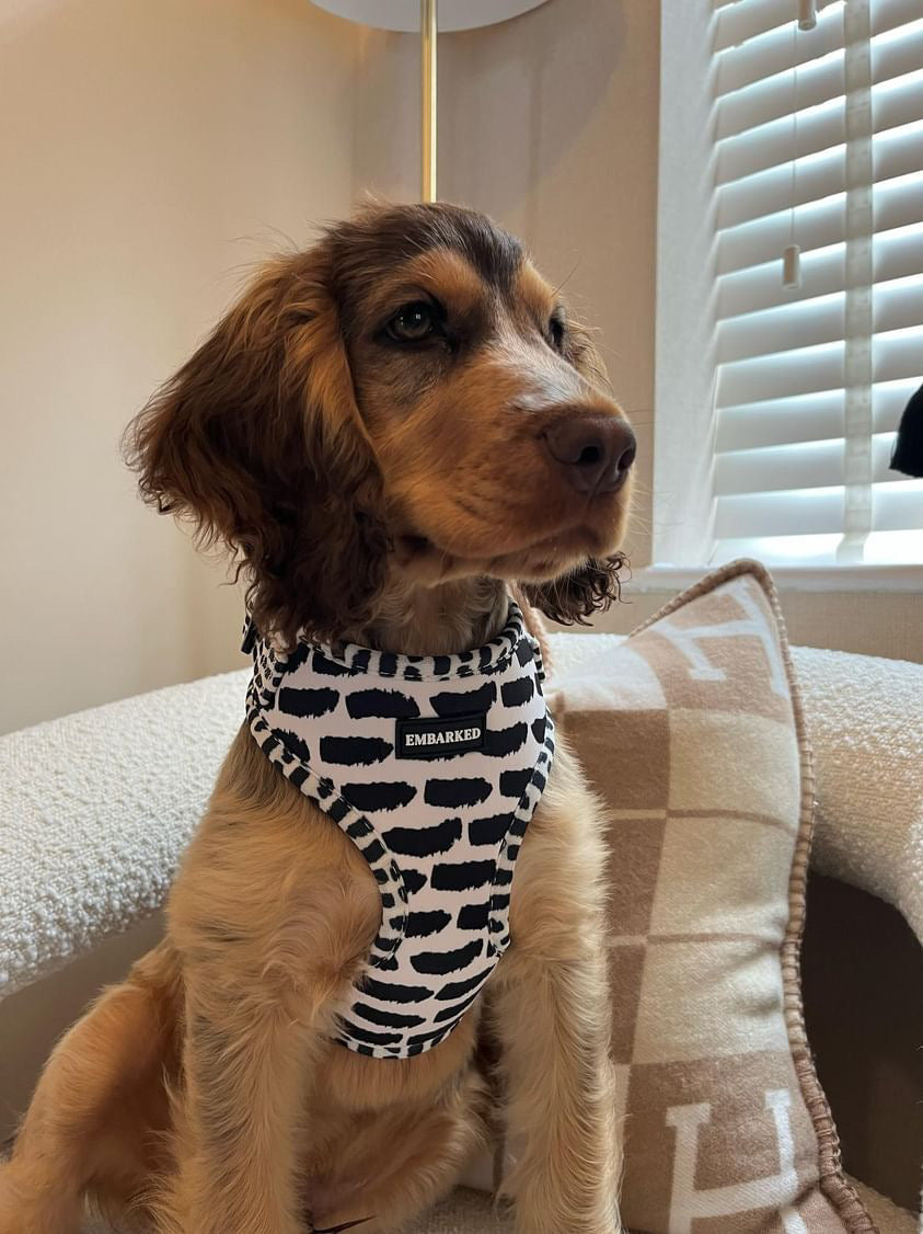 Adjustable Dog Harness - Morse Code