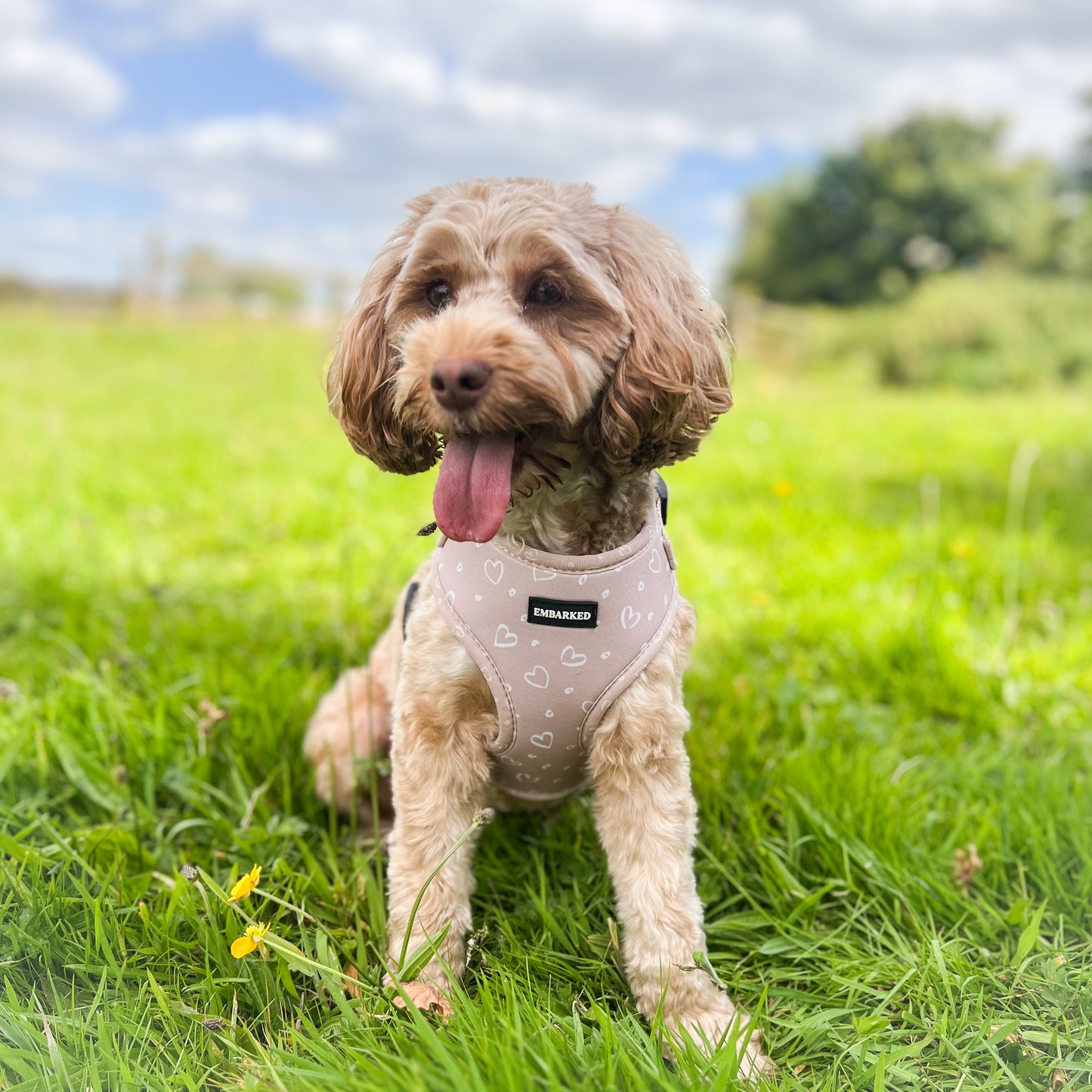 Adjustable Dog Harness - Love You Mocha